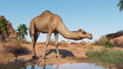Planet Zoo: The Arid Animal Pack (DLC) (PC) Steam Key GLOBAL
