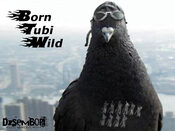 Get Born Tubi Wild (PC) Steam Key GLOBAL